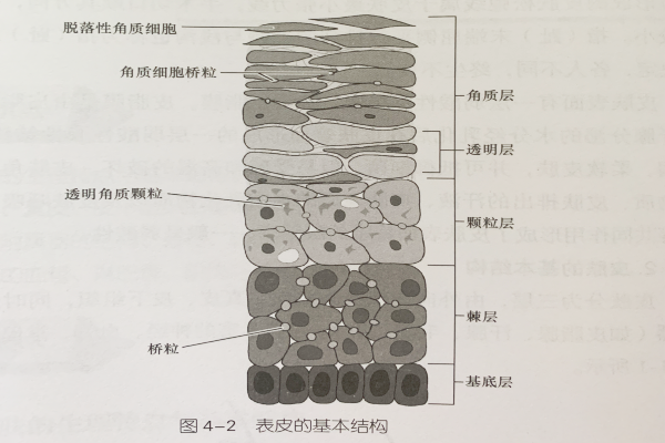 表皮的根基布局—基底细胞