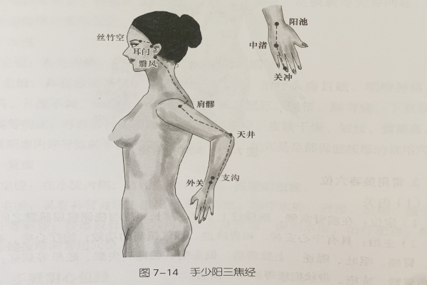 经络腧穴—手少阳三焦经