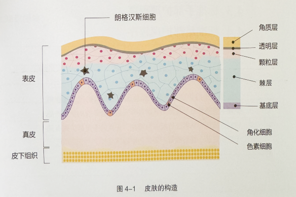 皮肤的布局—表皮
